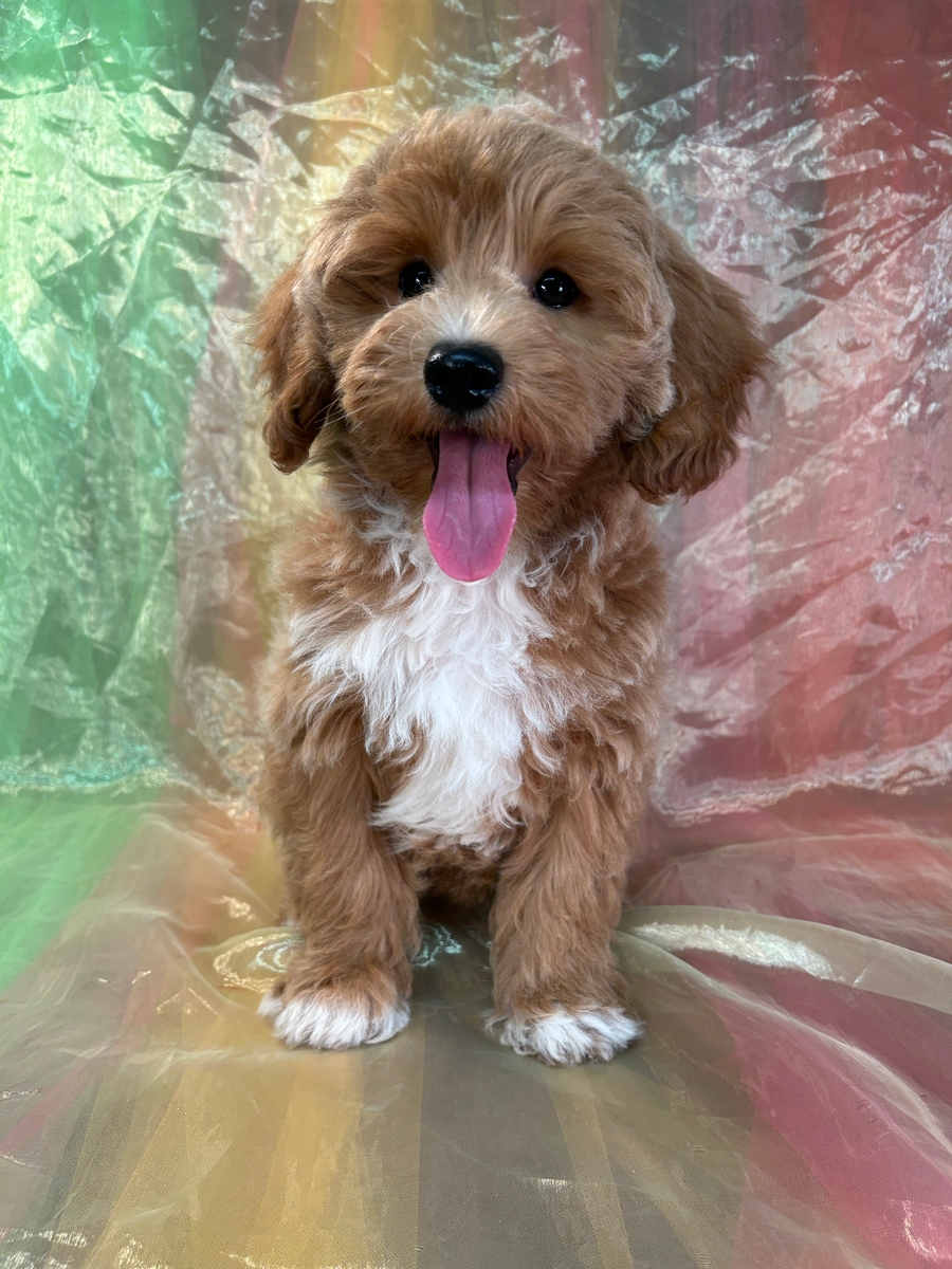 Female Bichon Poodle, Apricot with White Markings for Sale DOB 6-23-2024 $950